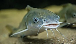 北极鲶鱼爆料视频播放下载,播放下载背后的真相