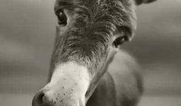 大驴爆料胜仔视频大全最新,胜仔视频大全精彩瞬间大盘点