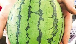 青岛吃瓜网红强,吃瓜界的“瓜王”崛起记